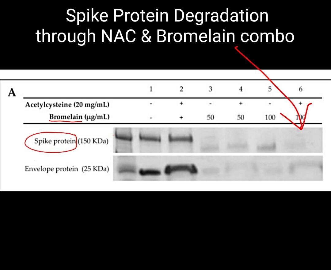 Bromelain - dissolve spike & viral protein*